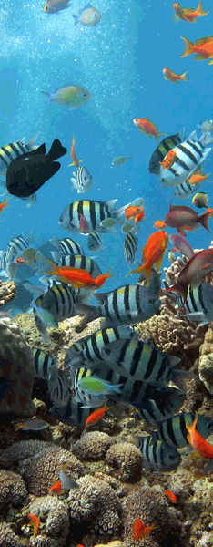 Wall Stickers: Seafloor