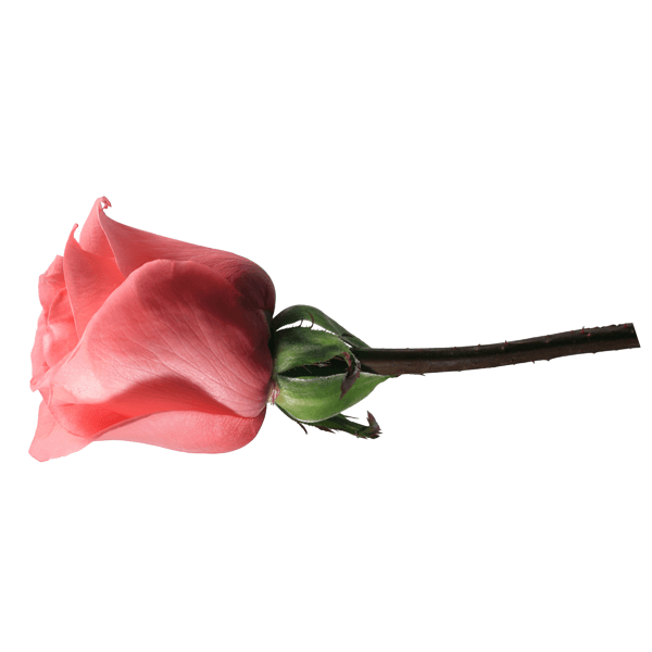 Wall Stickers: Rose