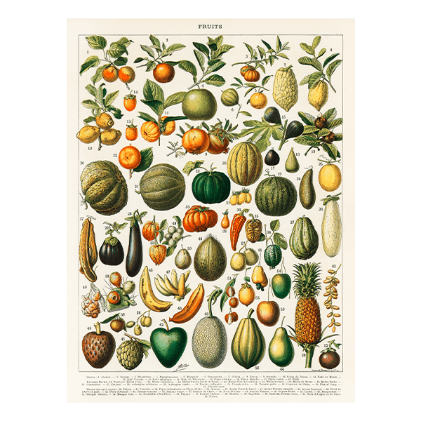 Wall Stickers: Types of Fruit