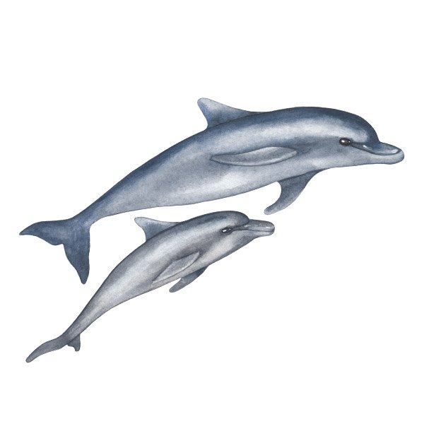 Wall Stickers: Dolphins