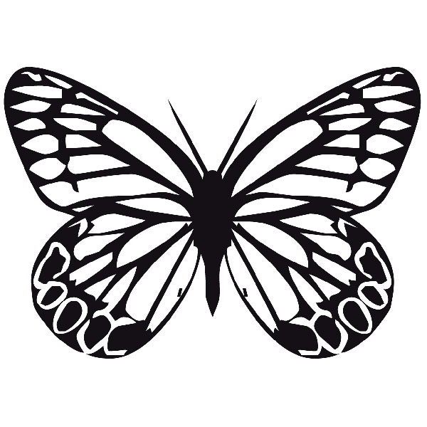 Wall Stickers: Butterfly Tatochila Male