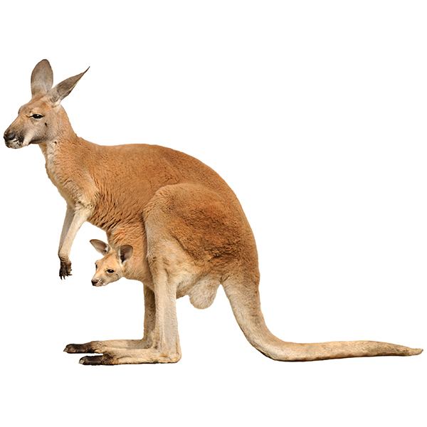 Wall Stickers: Kangaroo