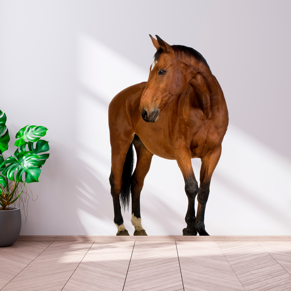 Wall Stickers: Brown horse