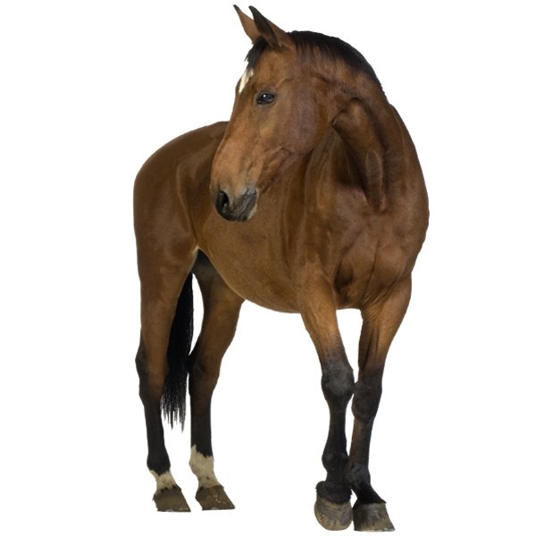 Wall Stickers: Brown horse