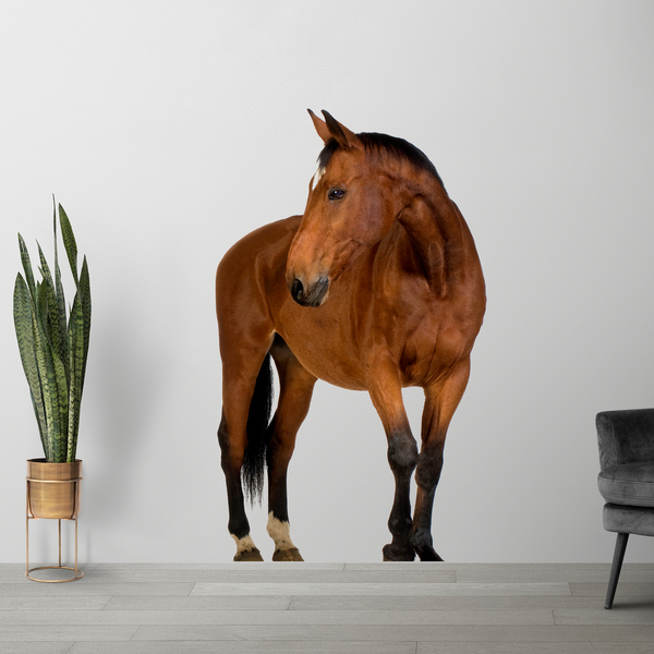 Wall Stickers: Brown horse