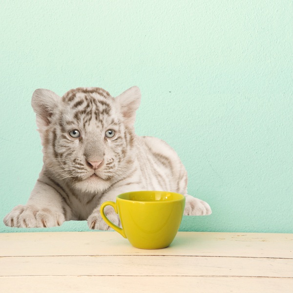 Wall Stickers: White Tiger Cub