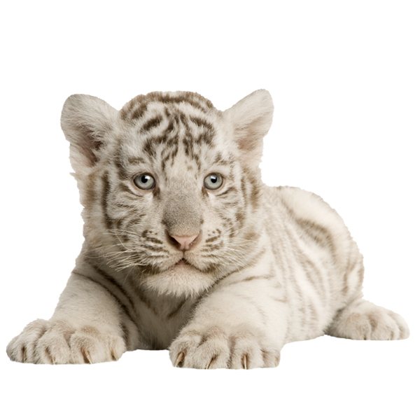 Wall Stickers: White Tiger Cub