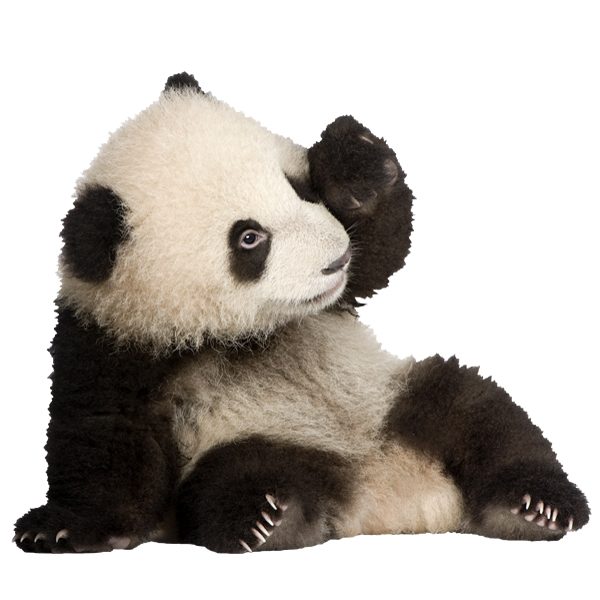 Wall Stickers: Breeding panda bear