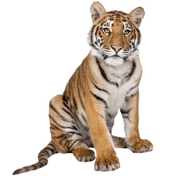 Wall Stickers: Young Siberian tiger