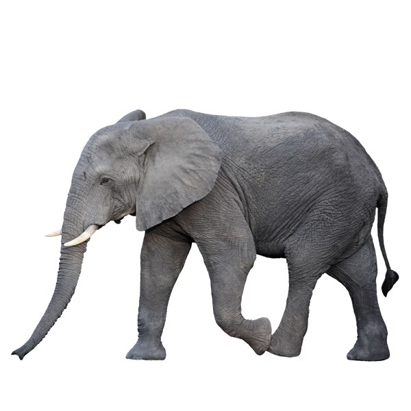 Wall Stickers: Elephant walking