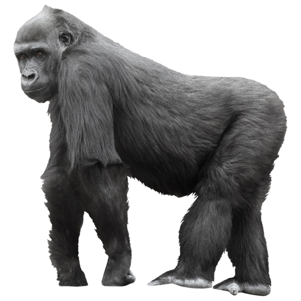 Wall Stickers: Gorilla walking