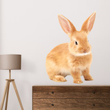 Wall Stickers: Thrianta Rabbit 3