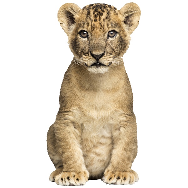 Wall Stickers: Lion cub