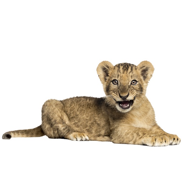 Wall Stickers: Lion cub roaring