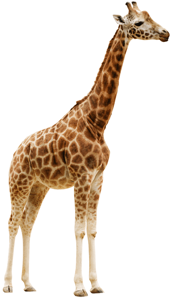 Wall Stickers: Giraffe full body