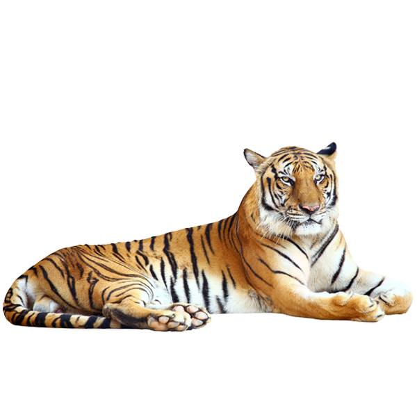 Wall Stickers: Relaxed tiger