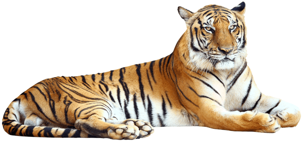Wall Stickers: Relaxed tiger