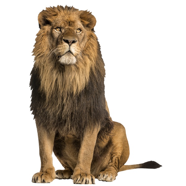 Wall Stickers: Lion Male Alpha