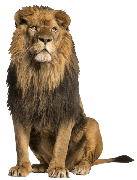 Wall Stickers: Lion Male Alpha