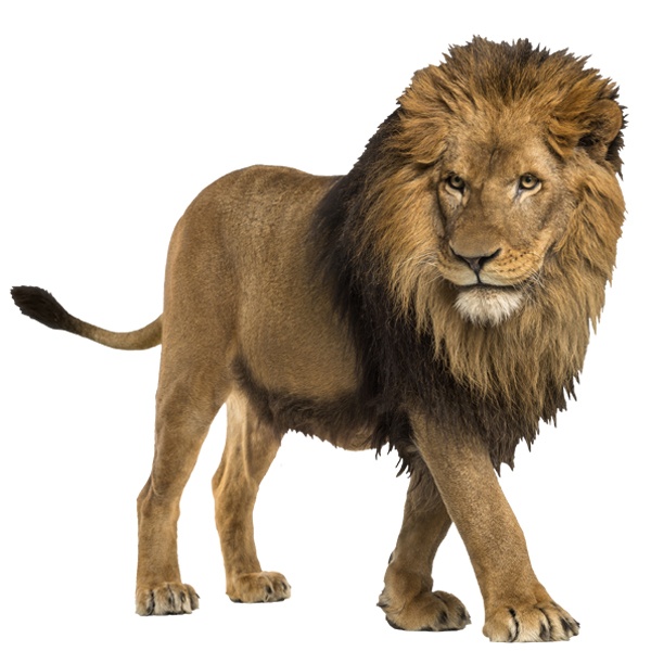 Wall Stickers: Watchful Lion
