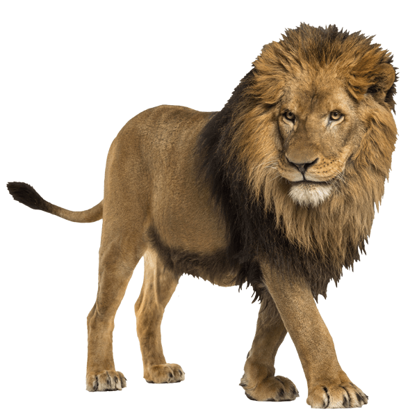 Wall Stickers: Watchful Lion 0