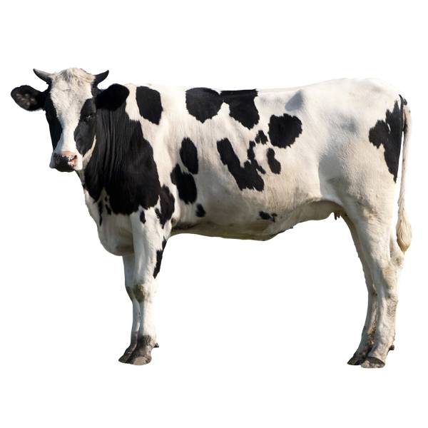 Wall Stickers: Holstein Cow