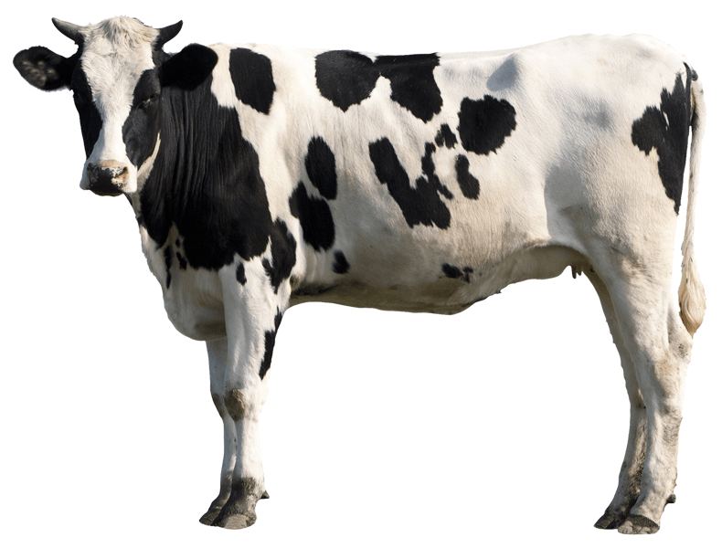 Wall Stickers: Holstein Cow