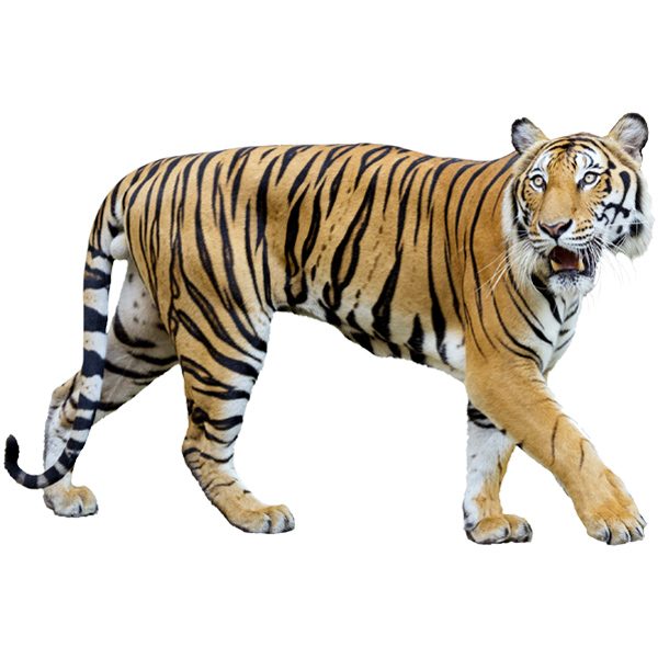 Wall Stickers: Tiger stalking
