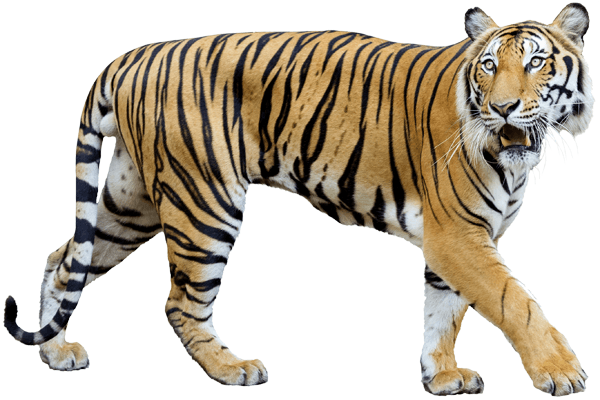 Wall Stickers: Tiger stalking