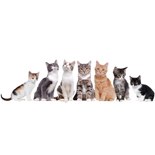 Wall Stickers: Cats