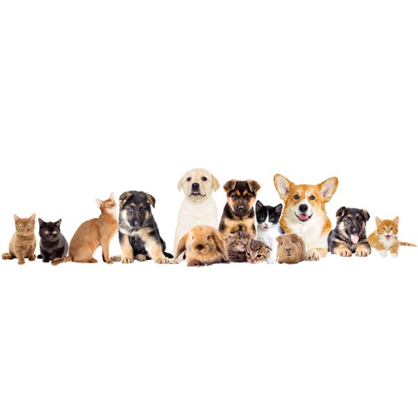 Wall Stickers: Pets