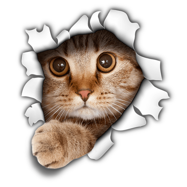 Wall Stickers: Hole kitten