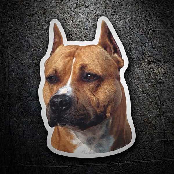 Car & Motorbike Stickers: American Staffordshire Terrier 1