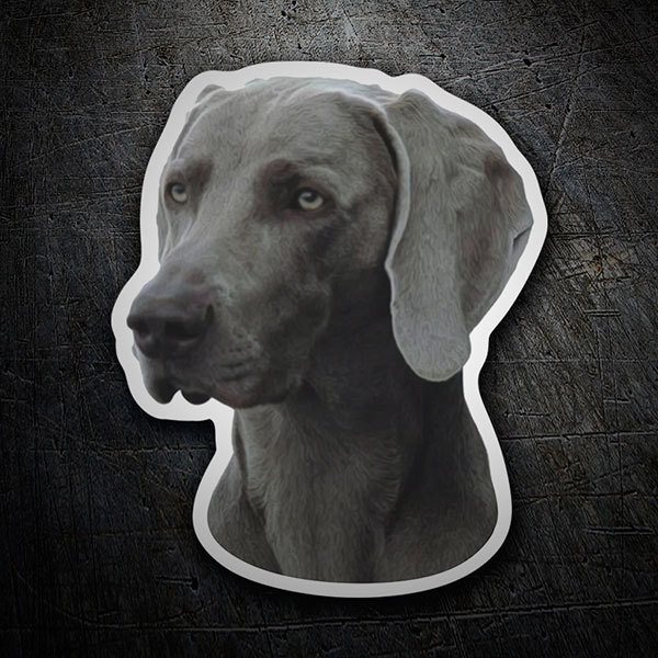 Car & Motorbike Stickers: Weimaraner