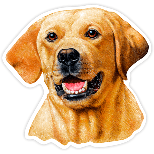 Car & Motorbike Stickers: Sticker Labrador Retriever yellow