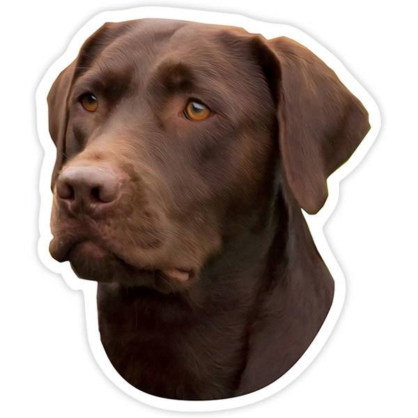 Car & Motorbike Stickers: Labrador Retriever Chocolate