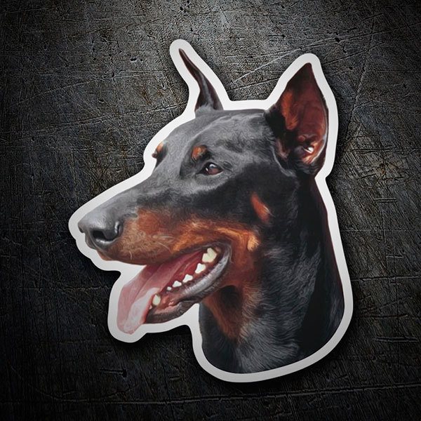 Car & Motorbike Stickers: Doberman Pinscher