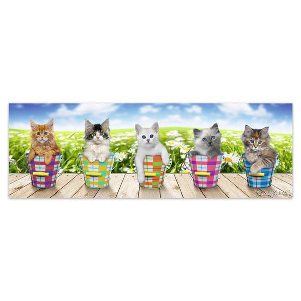 Wall Stickers: Adhesive poster of 5 kittens