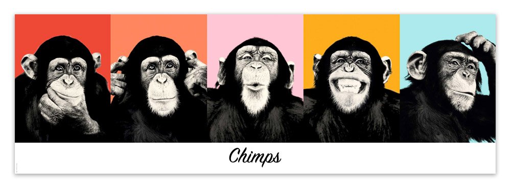 Wall Stickers: Adhesive poster of 5 Chimpanzees