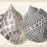 Wall Stickers: Sea Shells 3