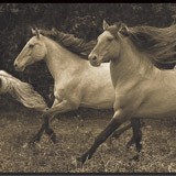 Wall Stickers: Running Horses 3
