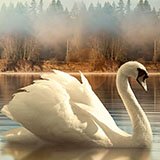 Wall Stickers: Swan Lake 3