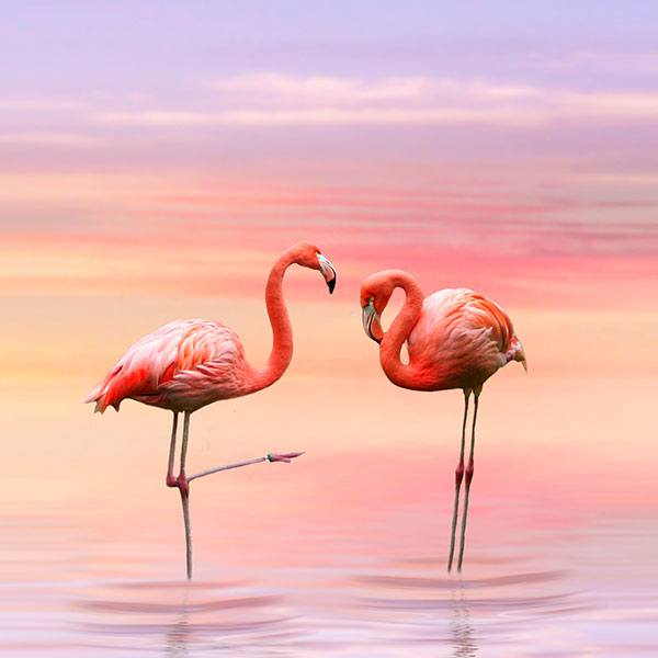 Wall Stickers: Flamingos at sunset