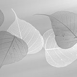 Wall Stickers: Grey leaves 3