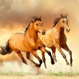 Wall Stickers: Herd of horses 3