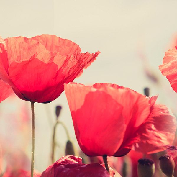 Wall Stickers: Poppy field