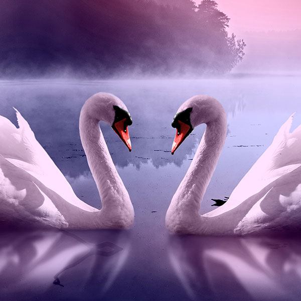 Wall Stickers: Swans in the swamp