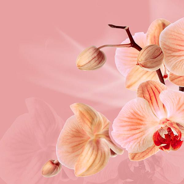 Wall Stickers: Pink Orchids