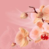 Wall Stickers: Pink Orchids 3