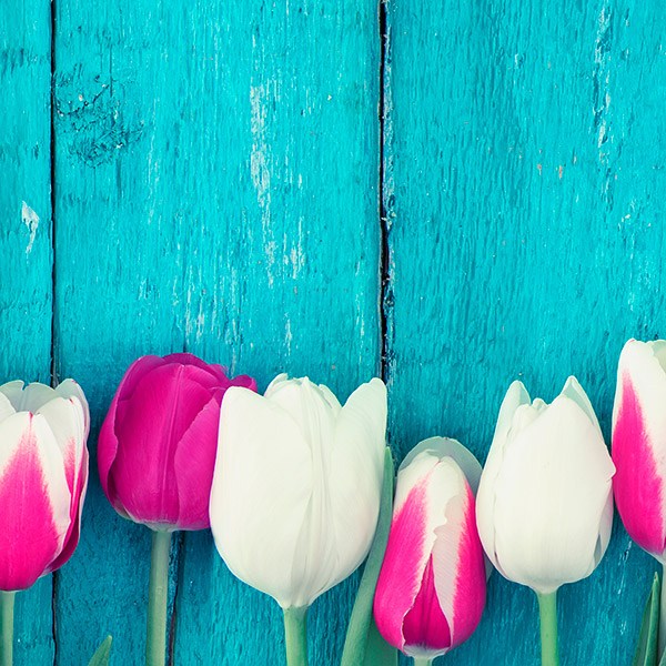 Wall Stickers: Pink and white tulips
